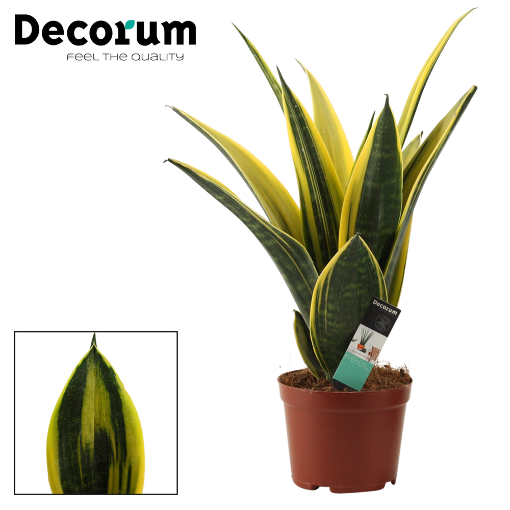 Sansevieria Golden Flame 14 cm (Decorum).