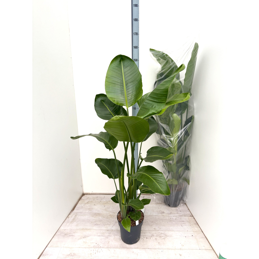 Strelitzia nicolaï p24 3pp 150+.