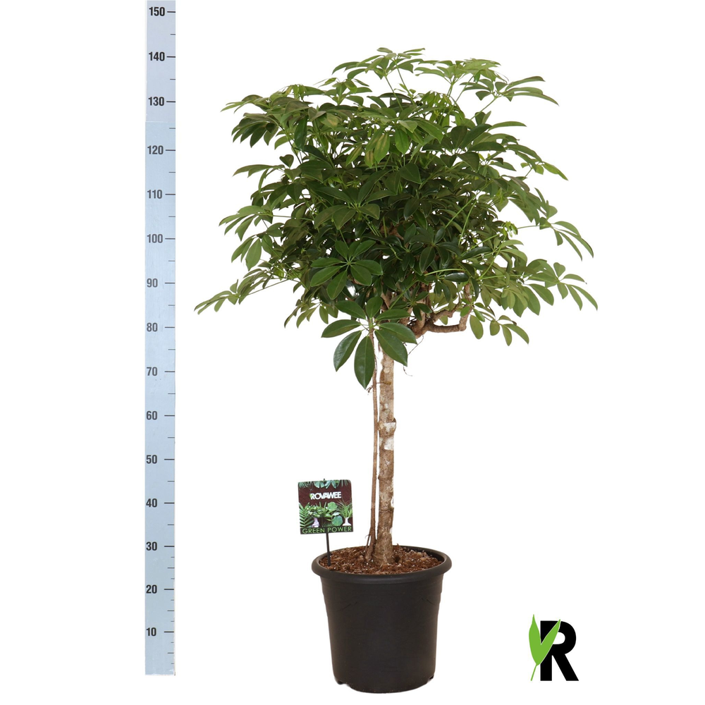 Schefflera arb. compacta op stam.