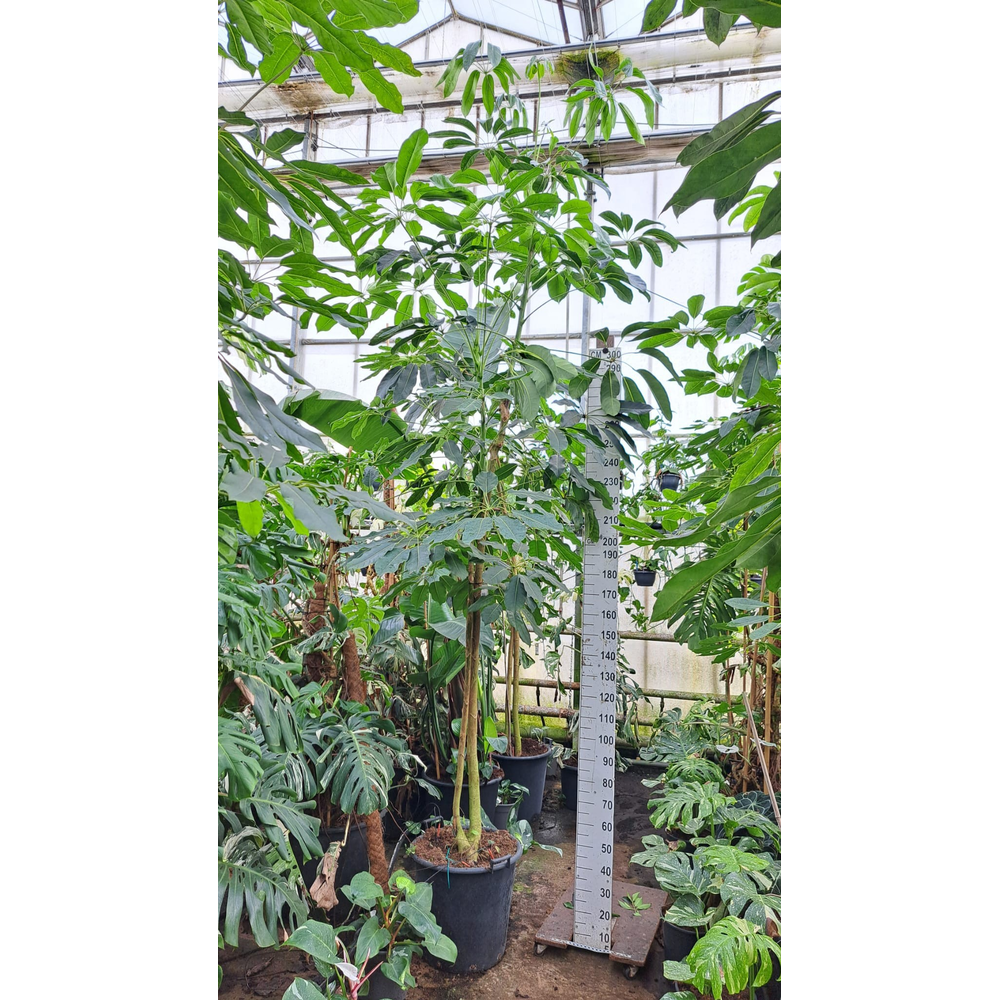 Schefflera Amate multistam 500.