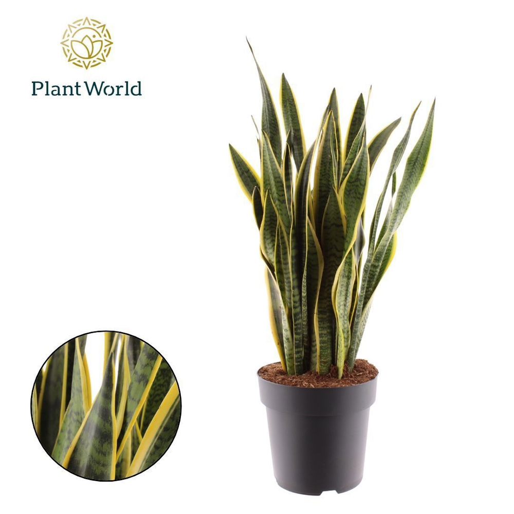 Sansevieria Laurentii 90-100 cm (Decorum).