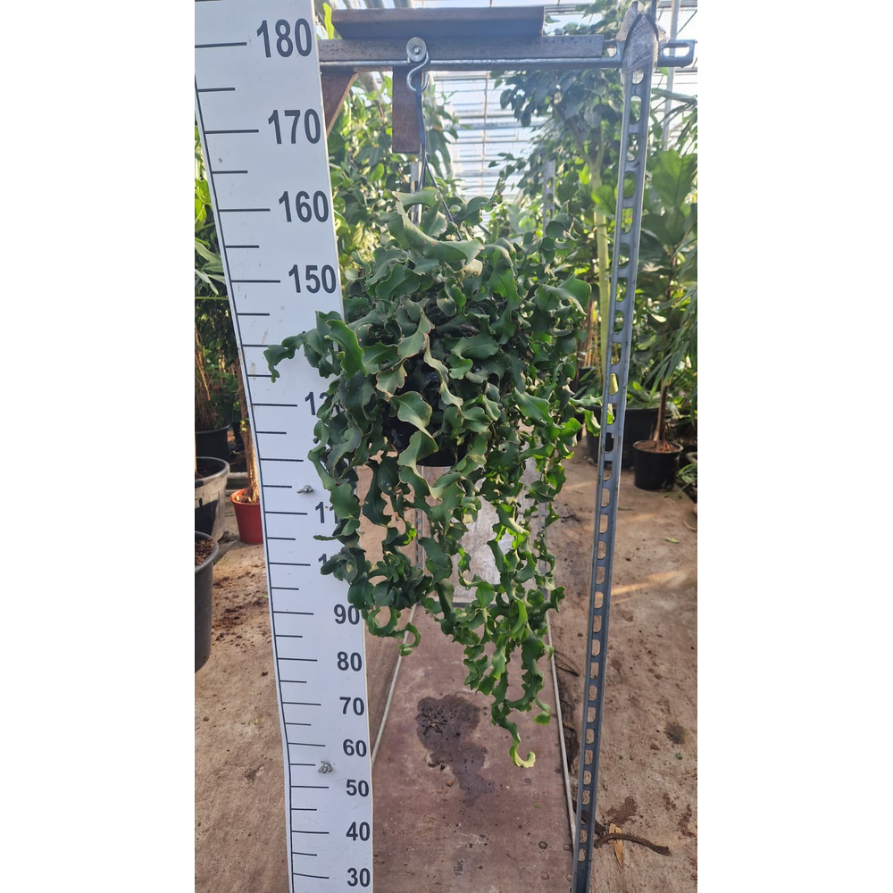 Epiphyllum guatemalense subsp. monstrose hangplant.