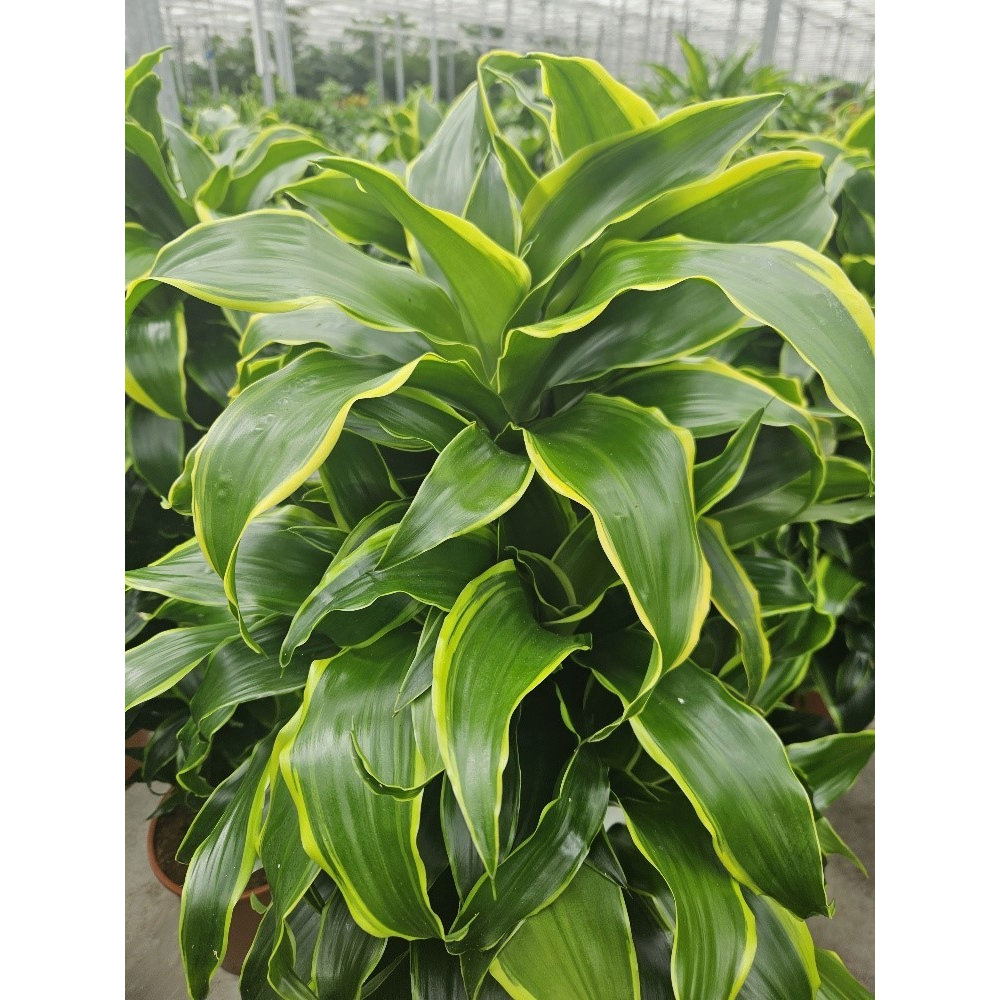 Dracaena Dorado.