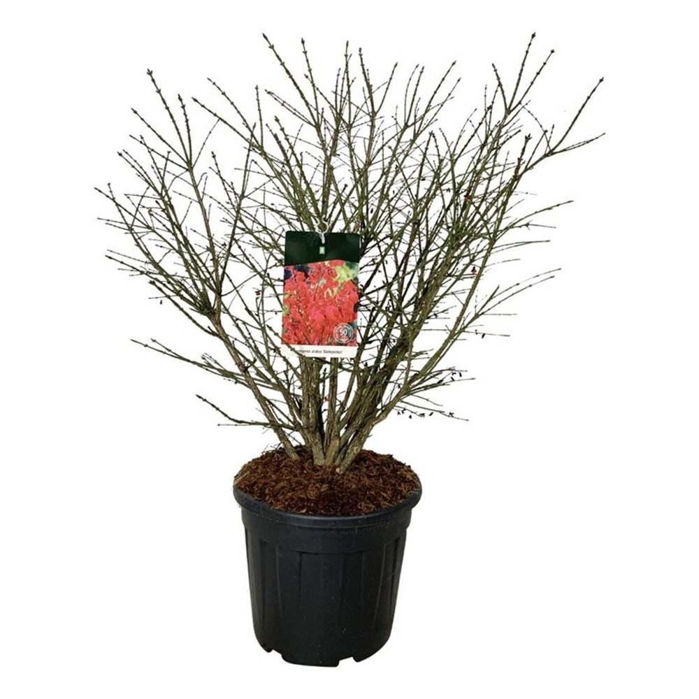 Euonymus alatus 'Compactus'.