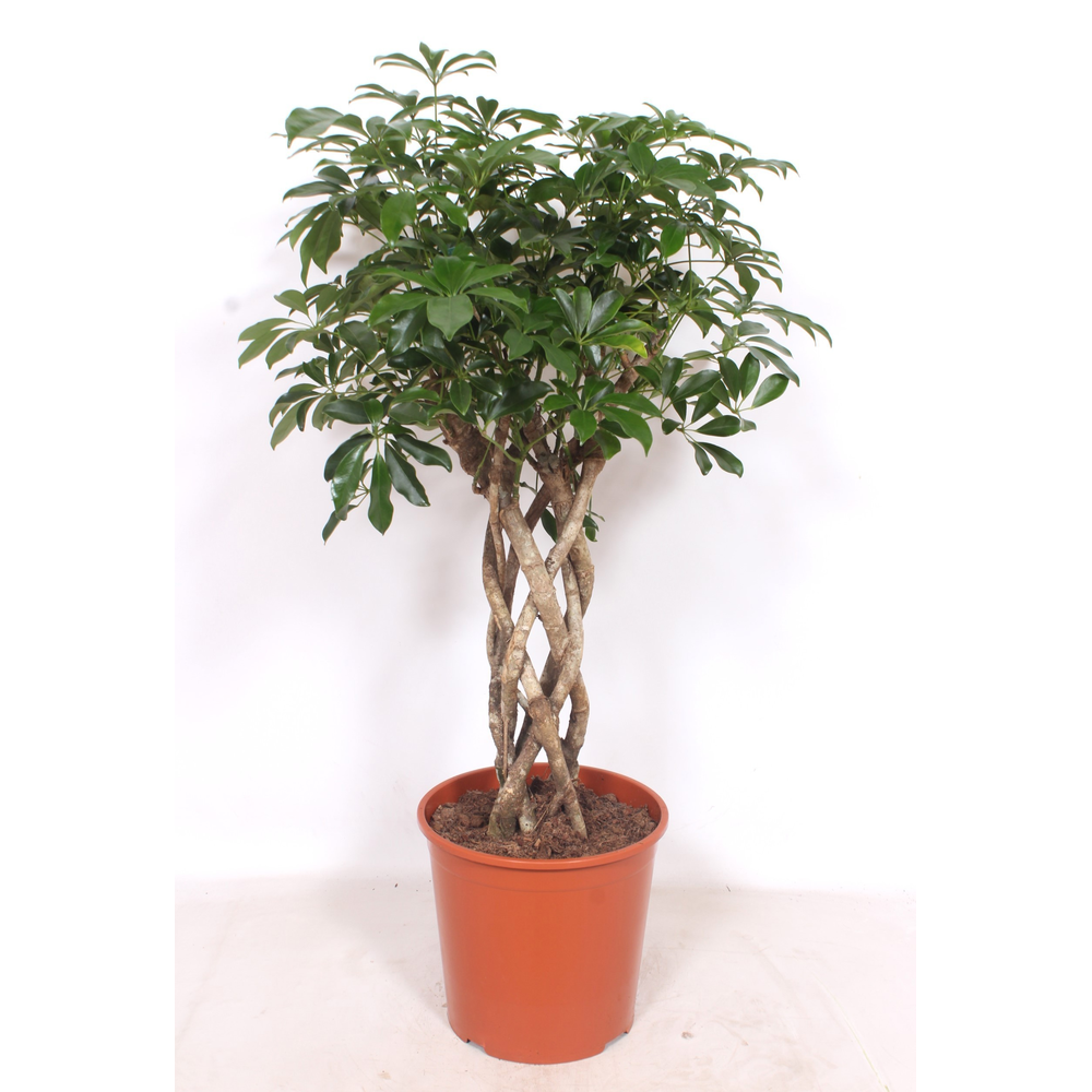 Schefflera arboricola 'Compacta'.
