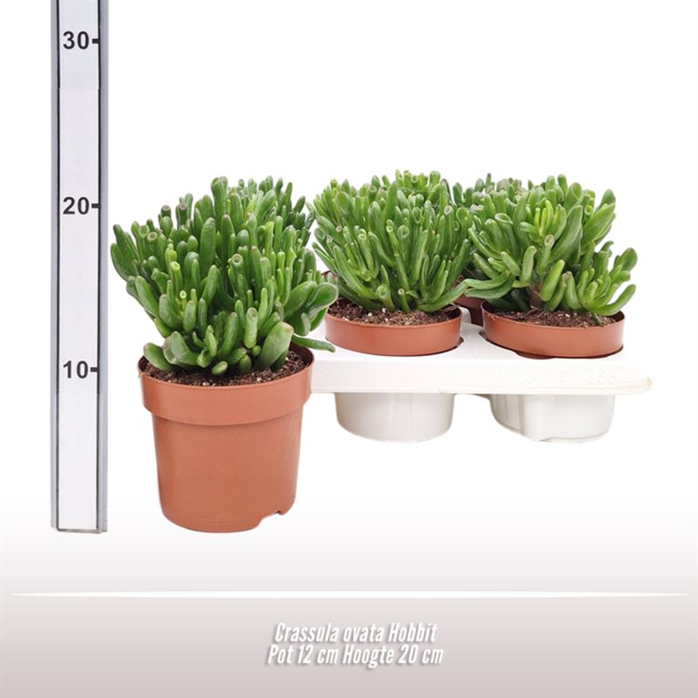 Crassula ovata Hobbit.