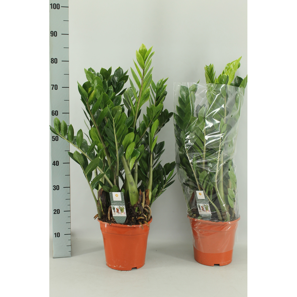 Zamioculcas 21cm.