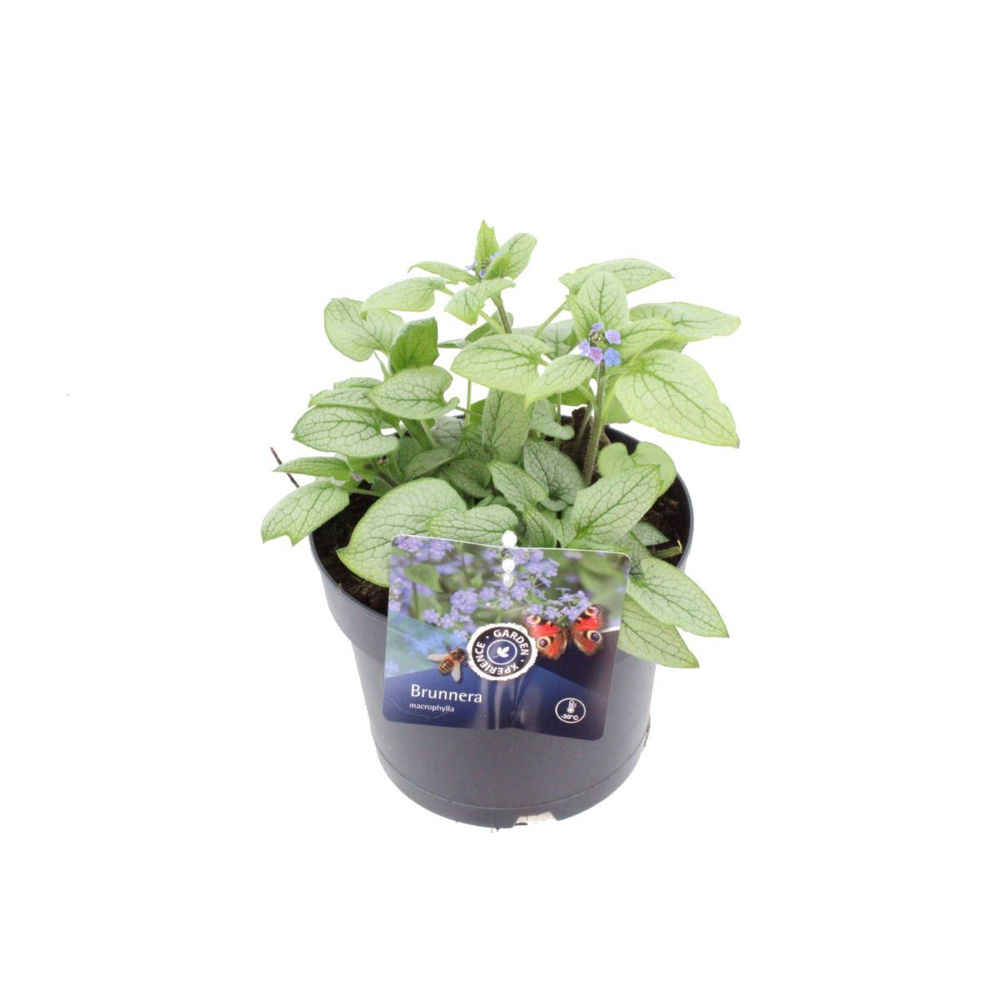 Brunnera macrophylla Alexandria.