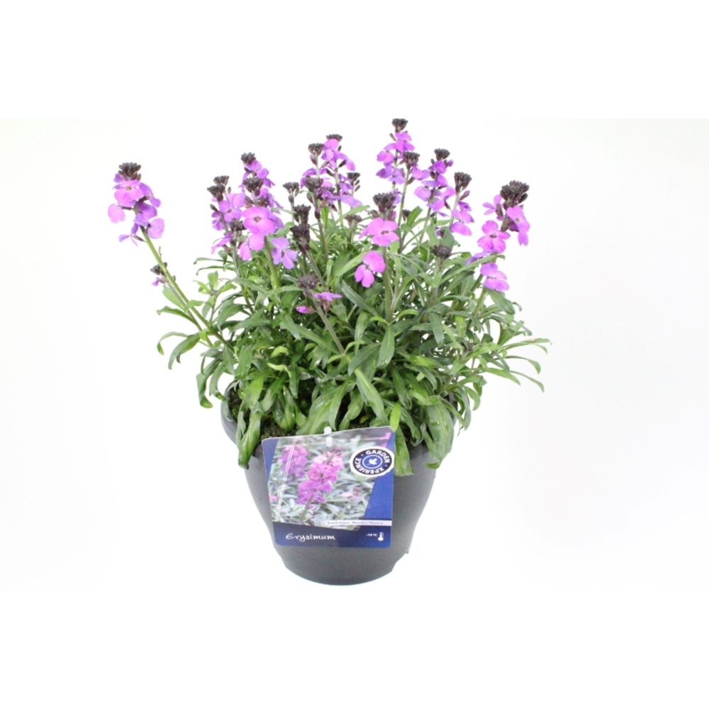 Erysimum Super Bowl Mauve.