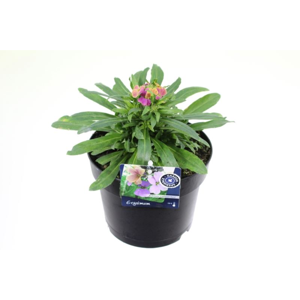 Erysimum Erysistible Tricolor.