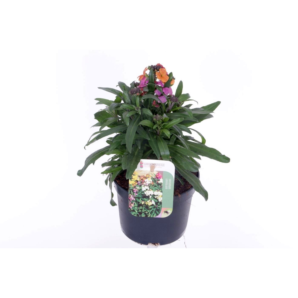 Erysimum Erysistible Magenta.