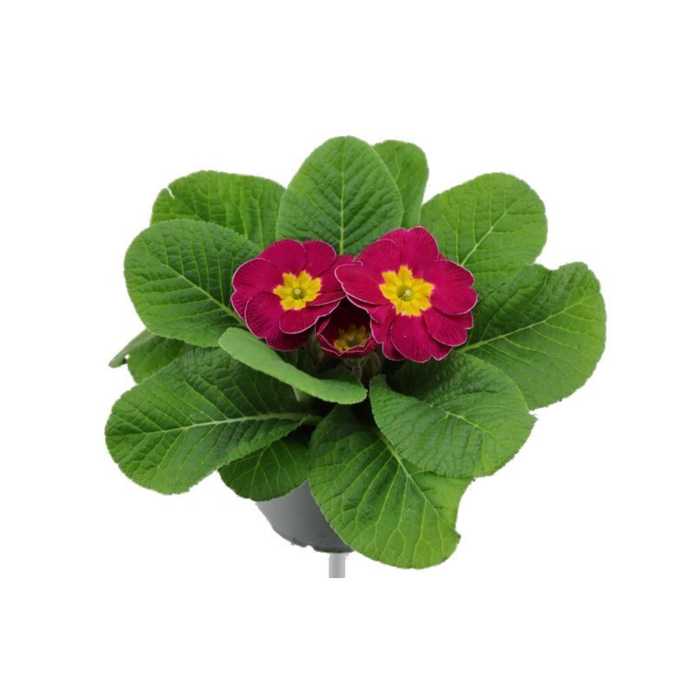 Primula acaulis Cairo Rose.