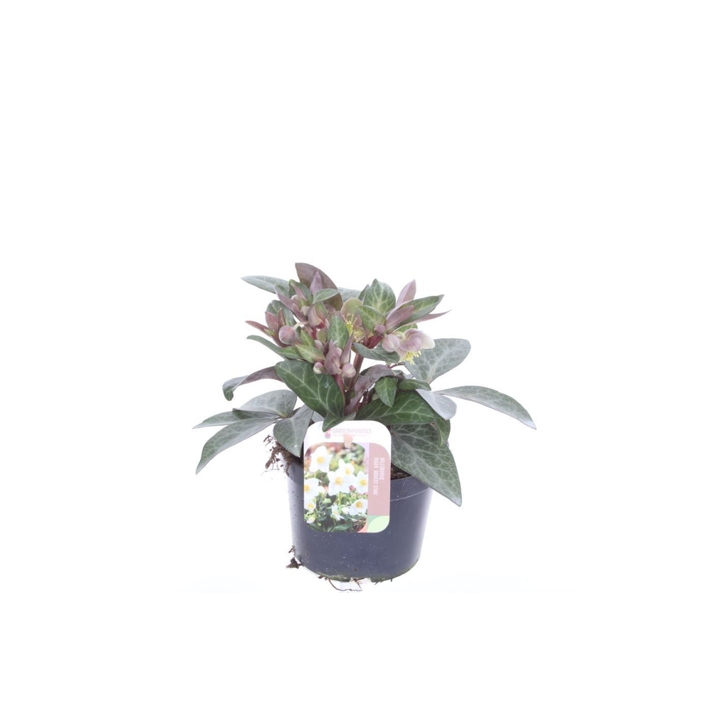 Helleborus lividus Purple Price.