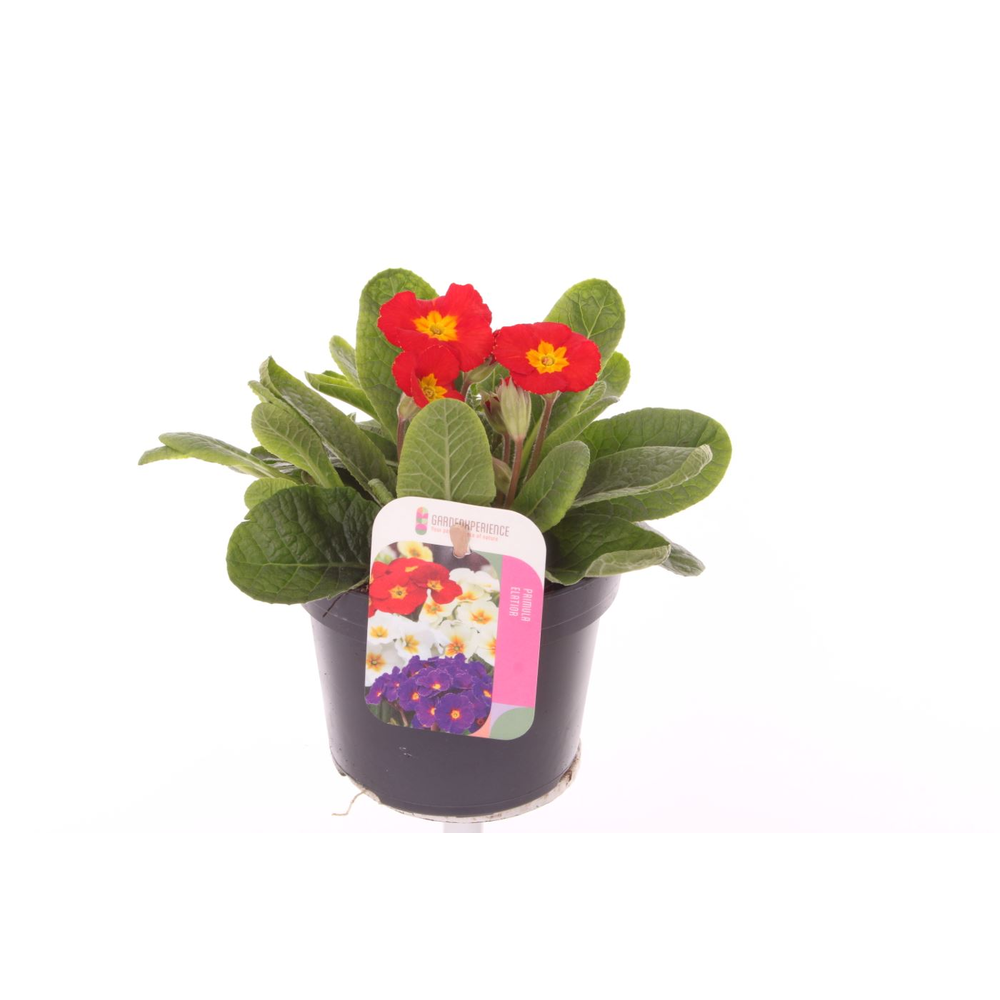 Primula elatior Veristar Late Red.