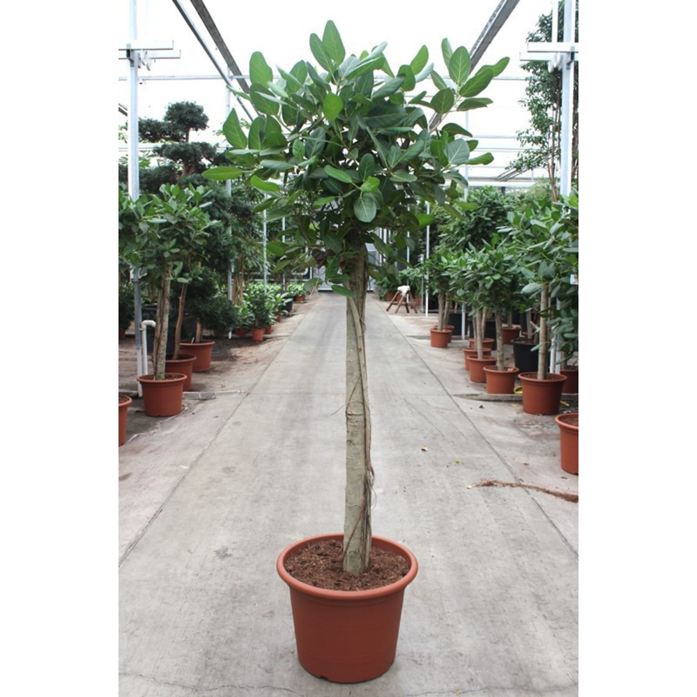 Ficus Benghalensis.
