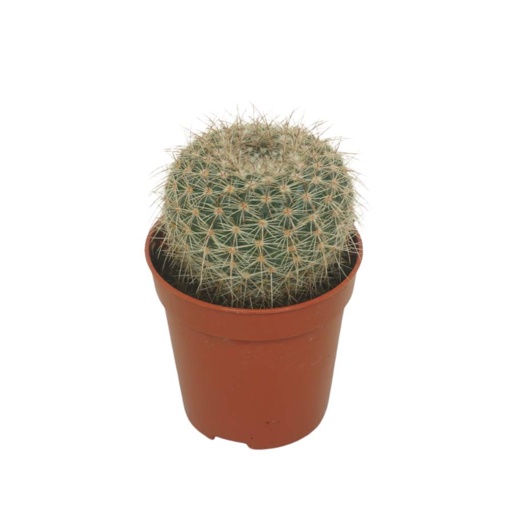 Notocactus 5,5 cm.