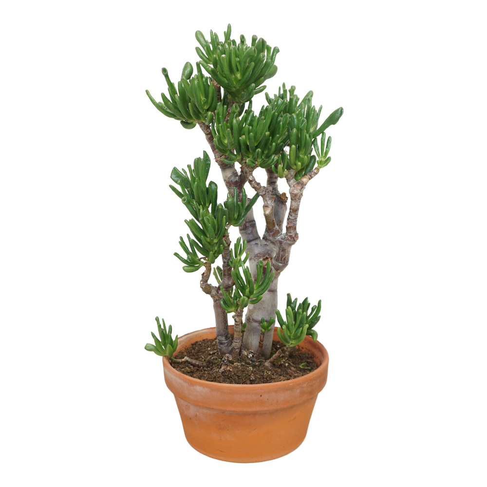 Bonsai Crassula gollum 20 cm.