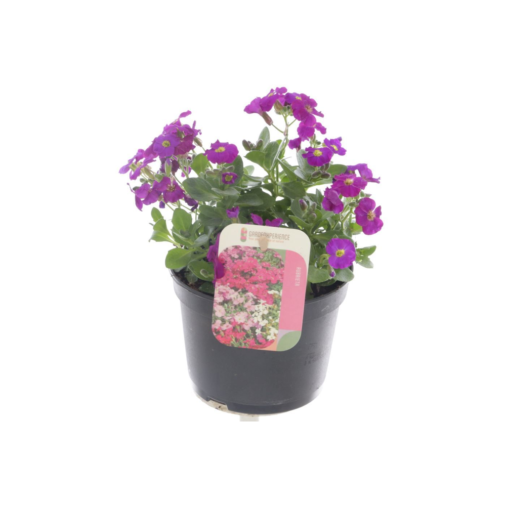 Aubrieta Glacier Blue.