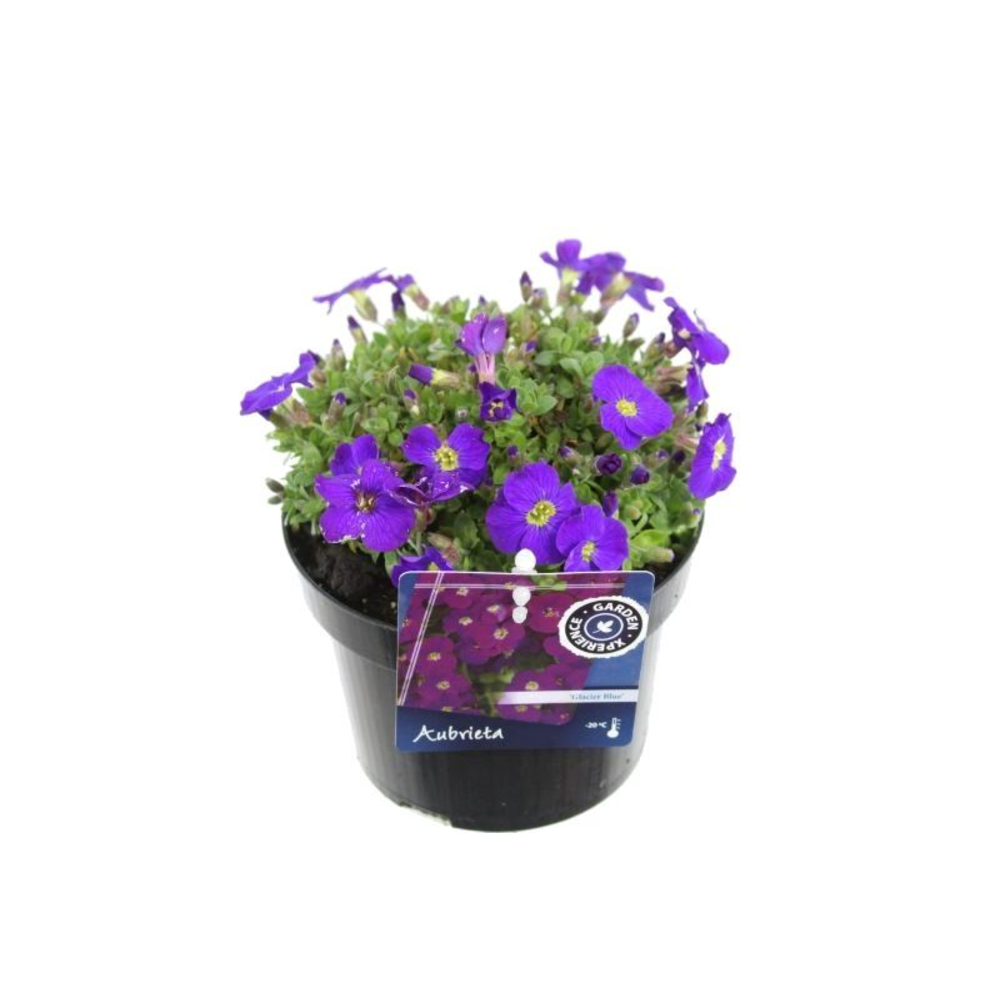 Aubrieta Glacier Blue.