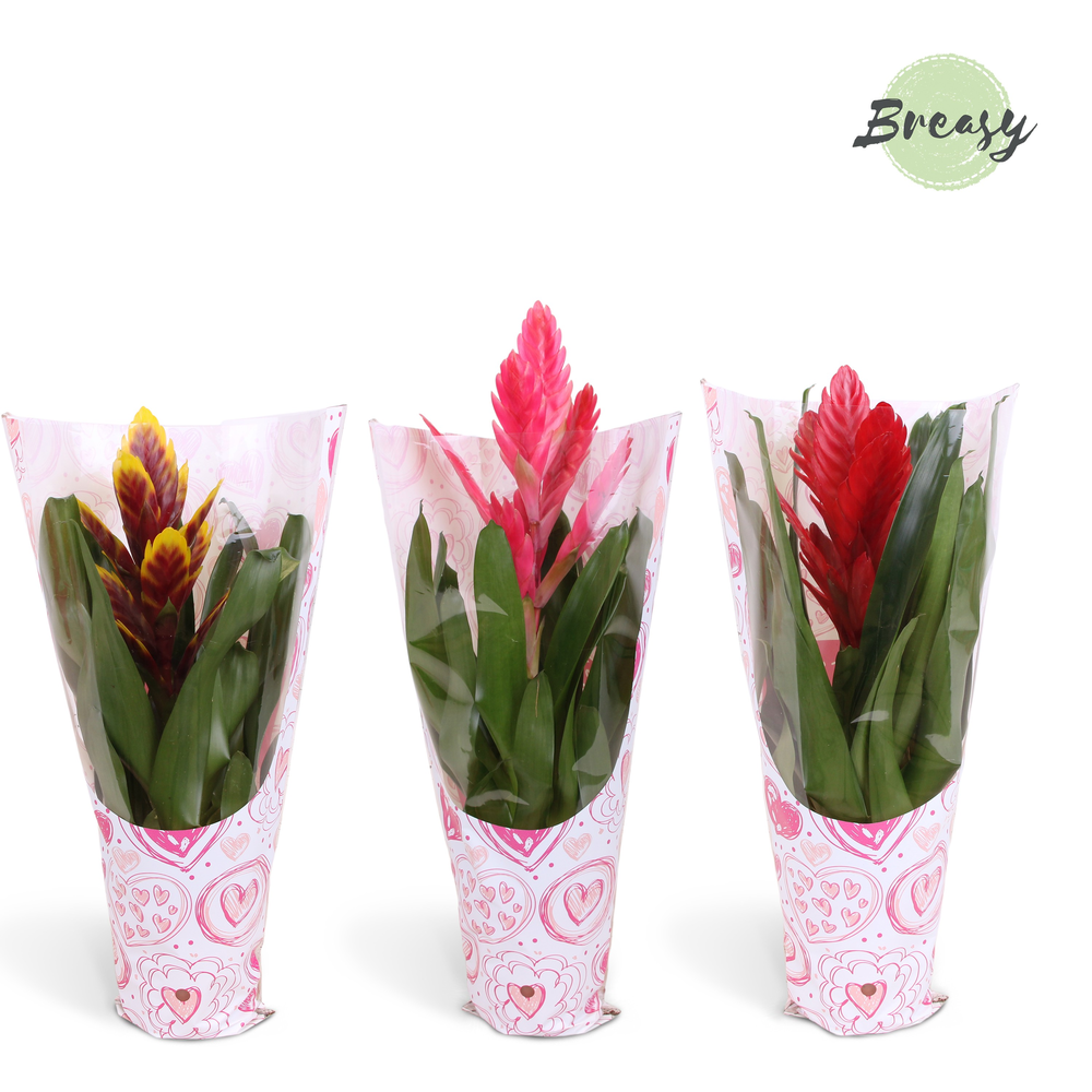 Vriesea Love Sleeve Valence.