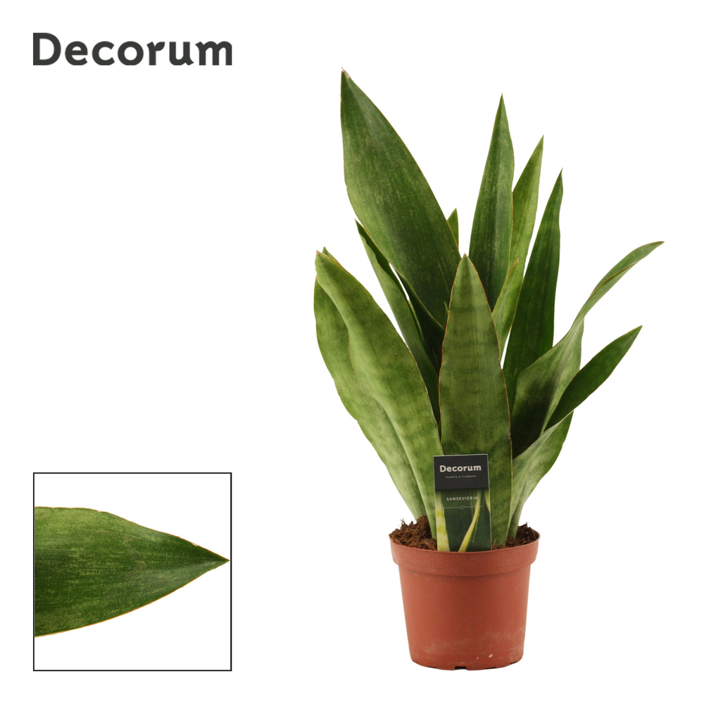 Sansevieria Aubrytiana Graylin 14 cm (Decorum).