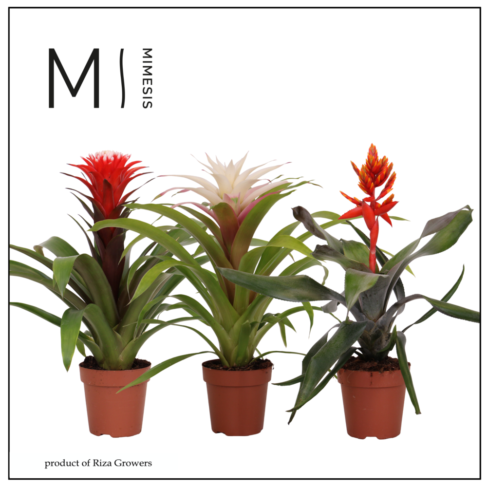 Mimesis Bromelia Royal Happy -12 cm.