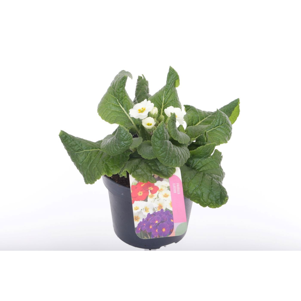 Primula elatior Veristar Late White.
