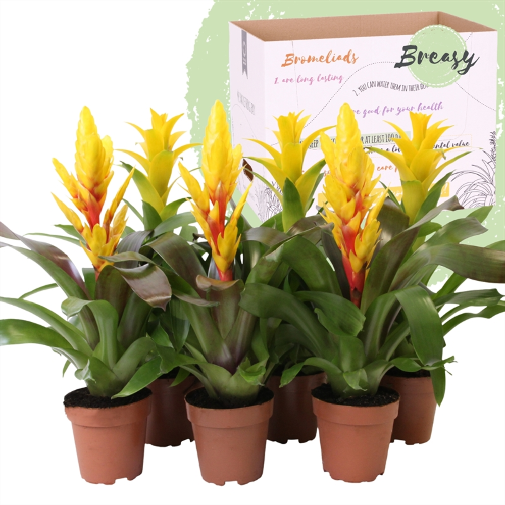Bromelia Spring.