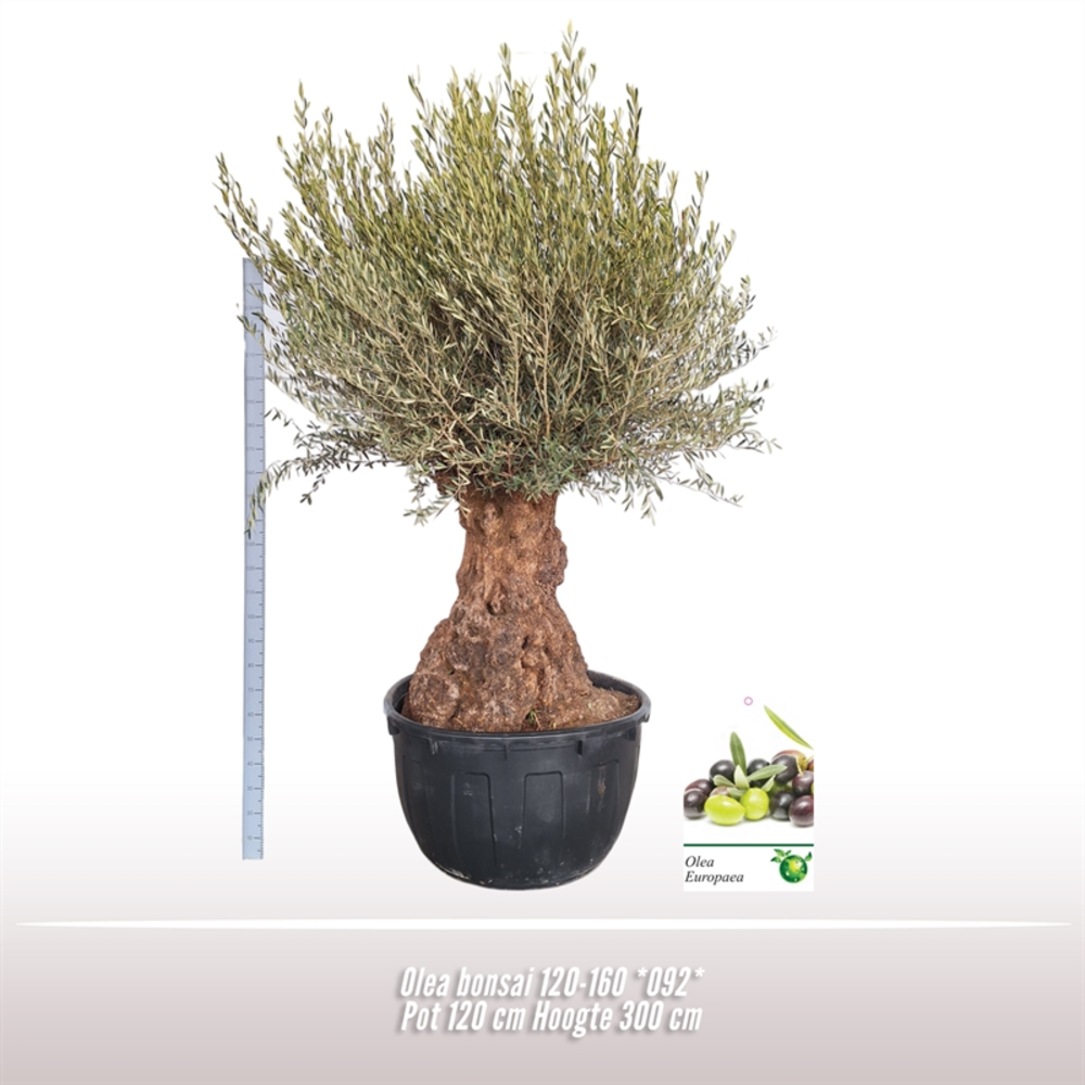 Olea bonsai 120-160 *092*.
