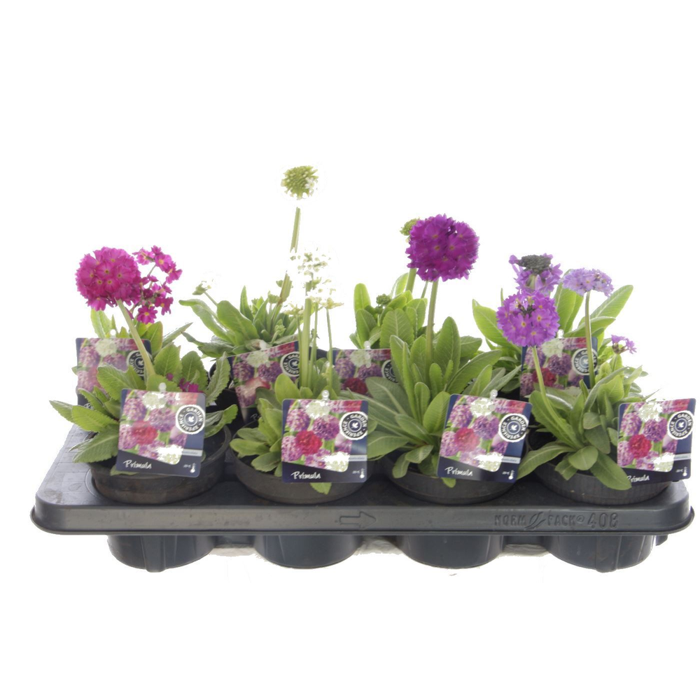 Primula denticulata mix.