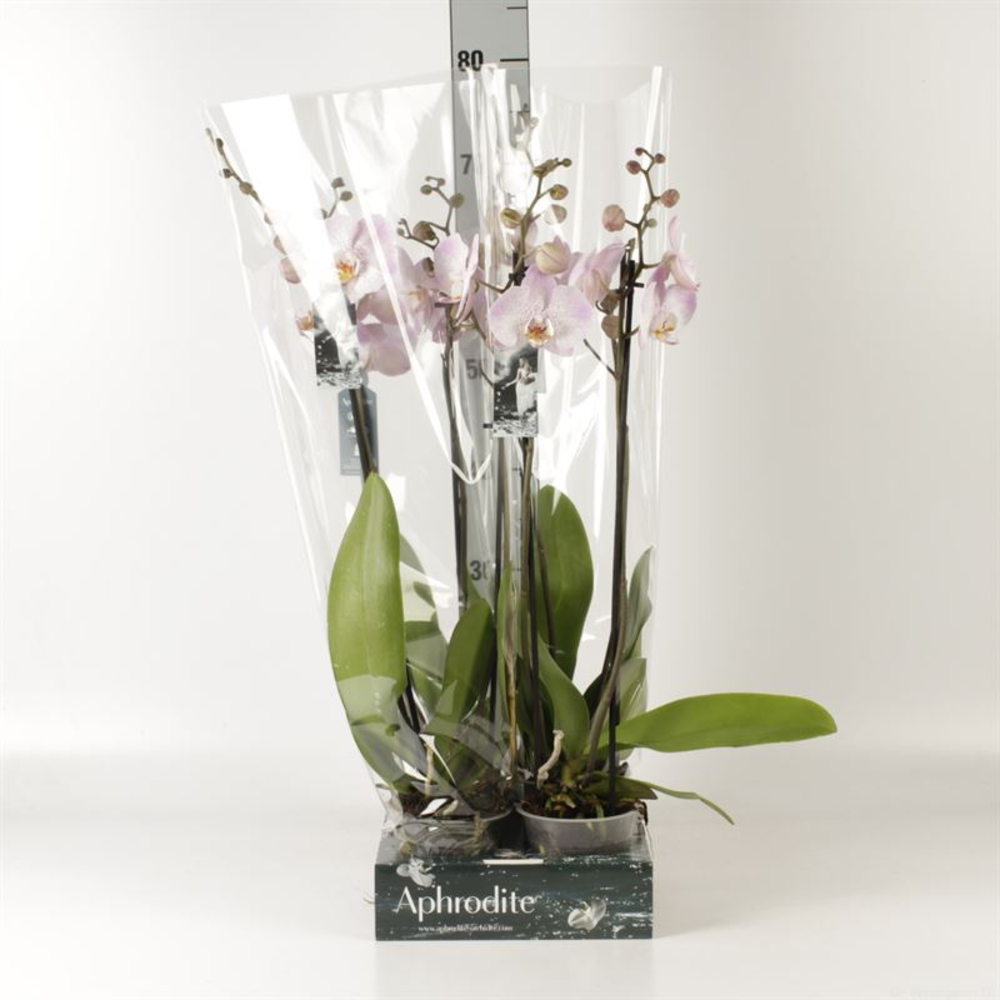 Phalaenopsis roze 2 tak roze Goddess.