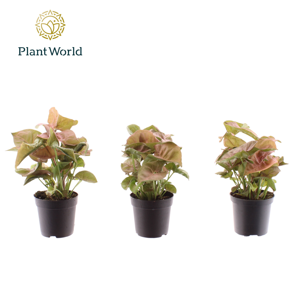 Syngonium Neon Robusta 7 cm (Decorum).