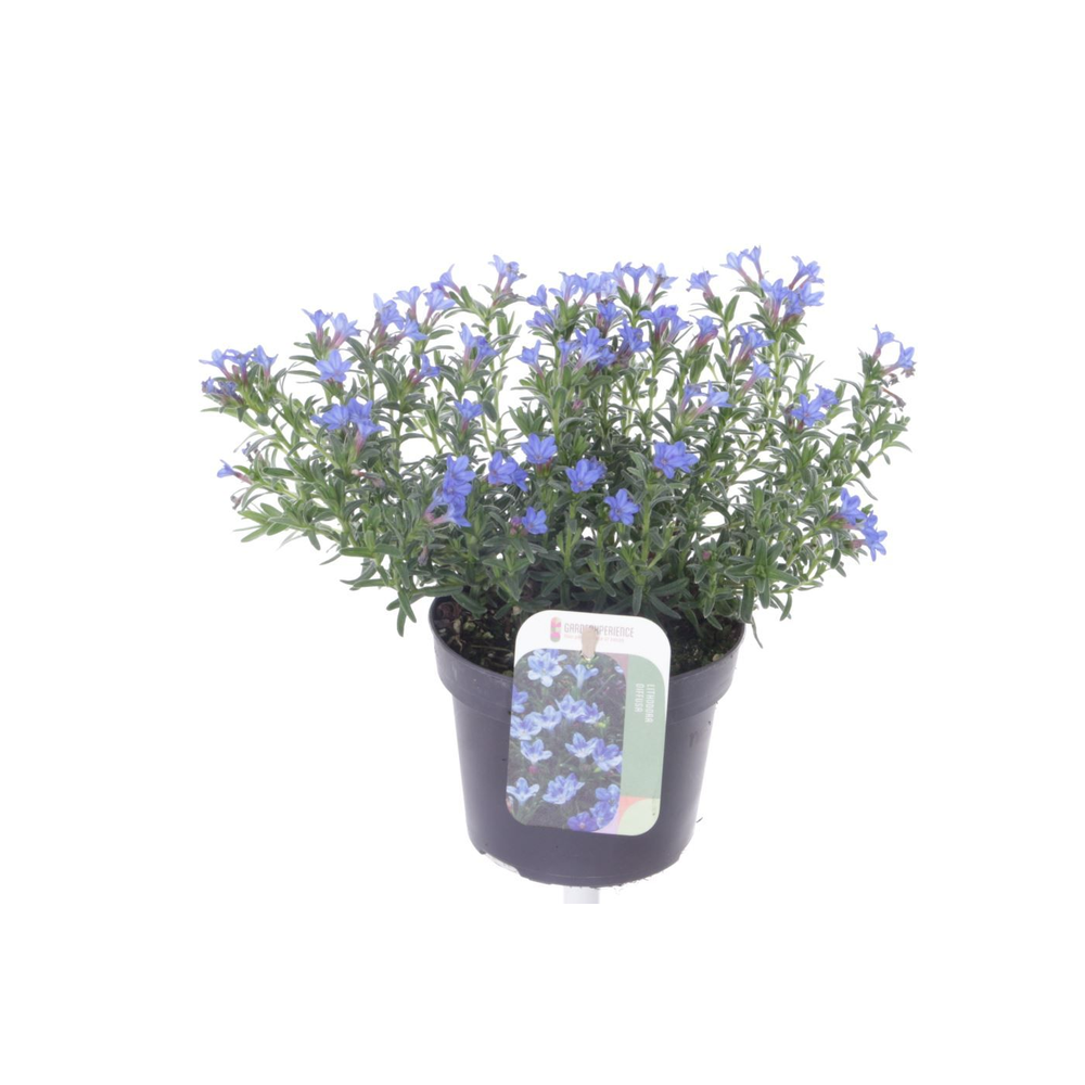 Lithodora diff. Heavenly Blue.
