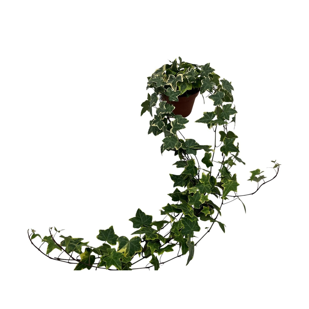 Hedera helix geelbont lange plant.