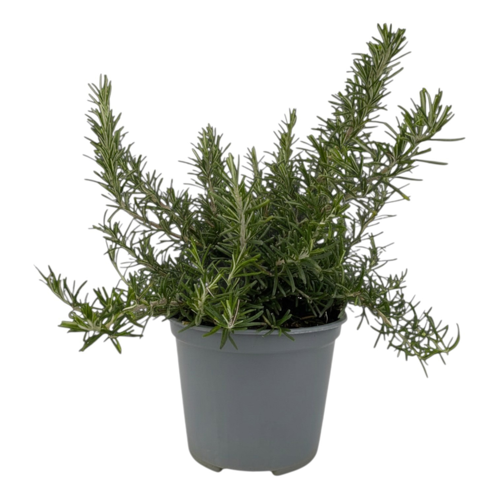 Rosmarinus prostratus.