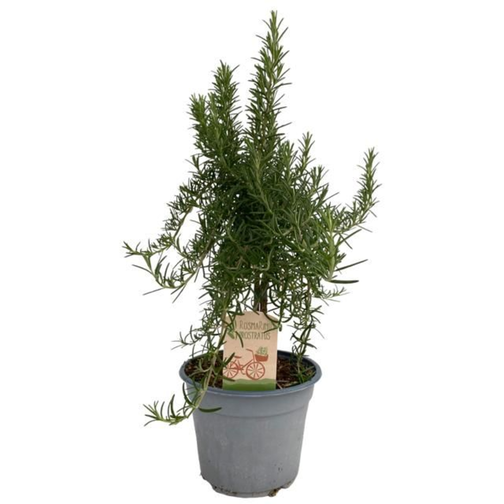 Rosmarinus prostratus "OP STAM".