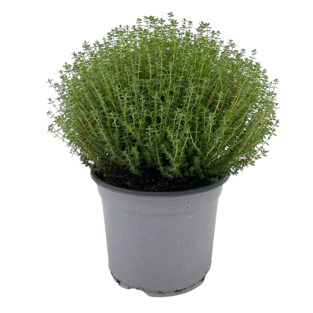 Thymus vulgaris Faustini.