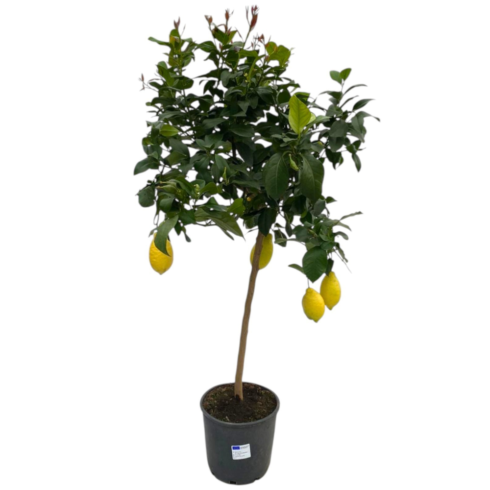 Citrus Lemon "op stam" - 7/8 vruchten.