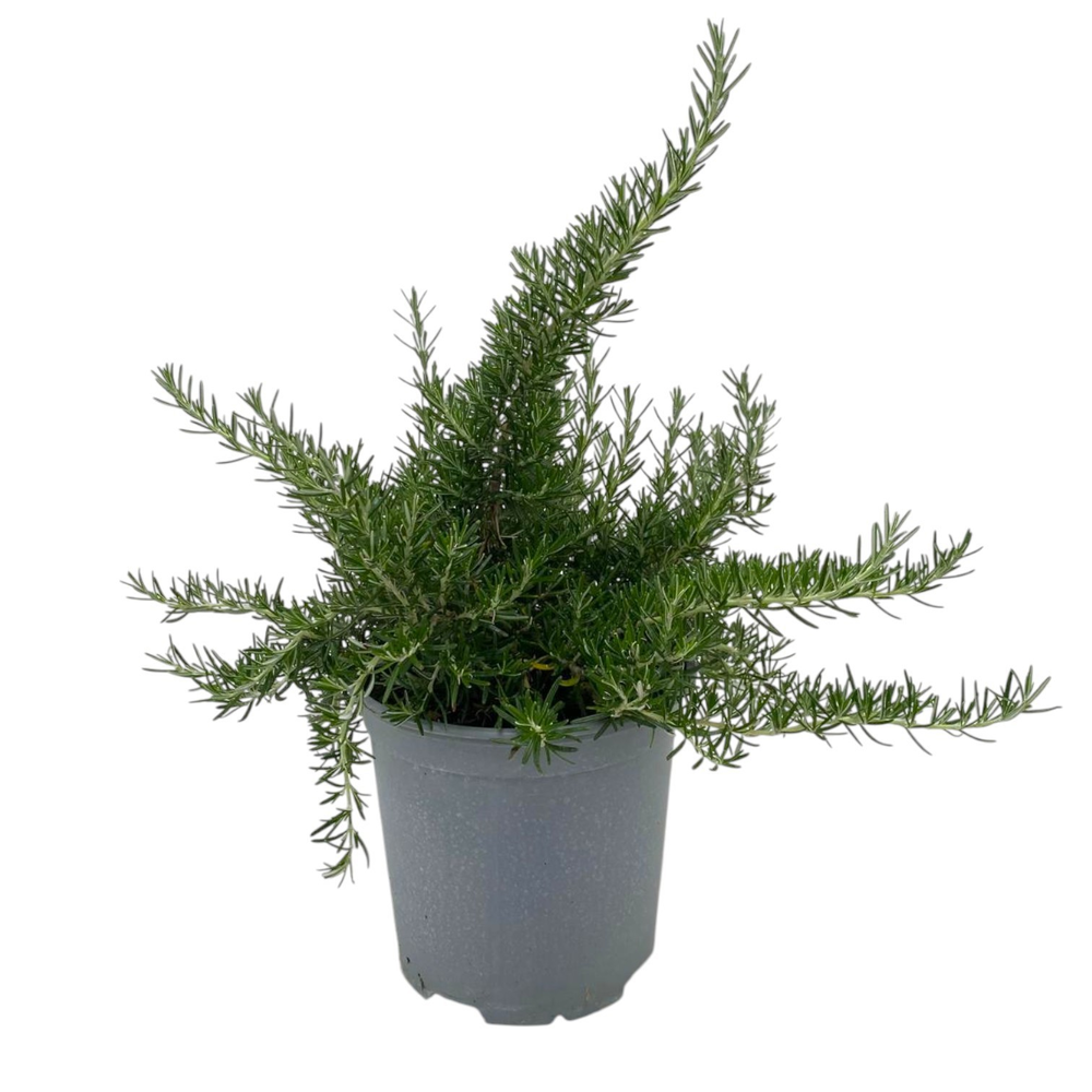 Rosmarinus prostratus.