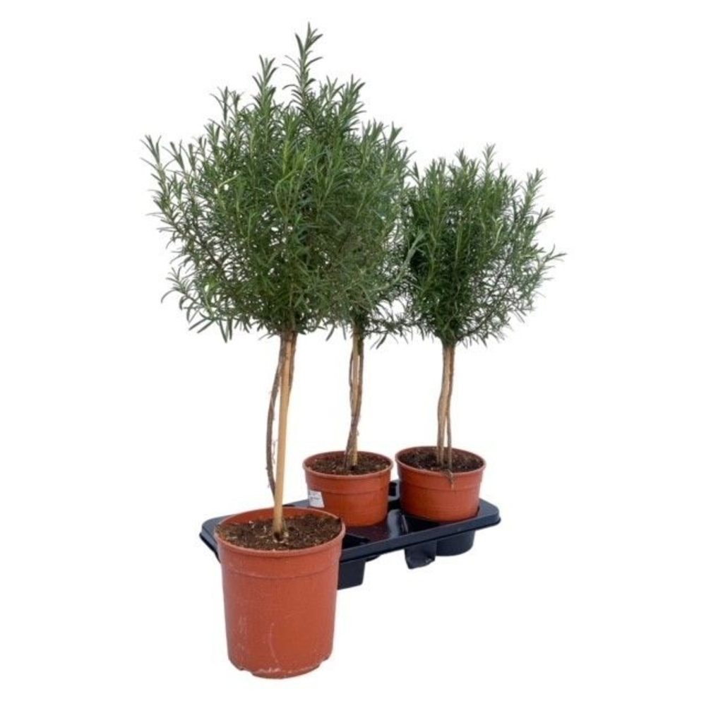 Rosmarinus officinalis "OP STAM".