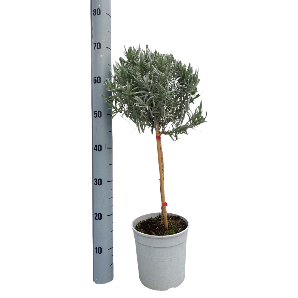 Kruiden mix - op stam.