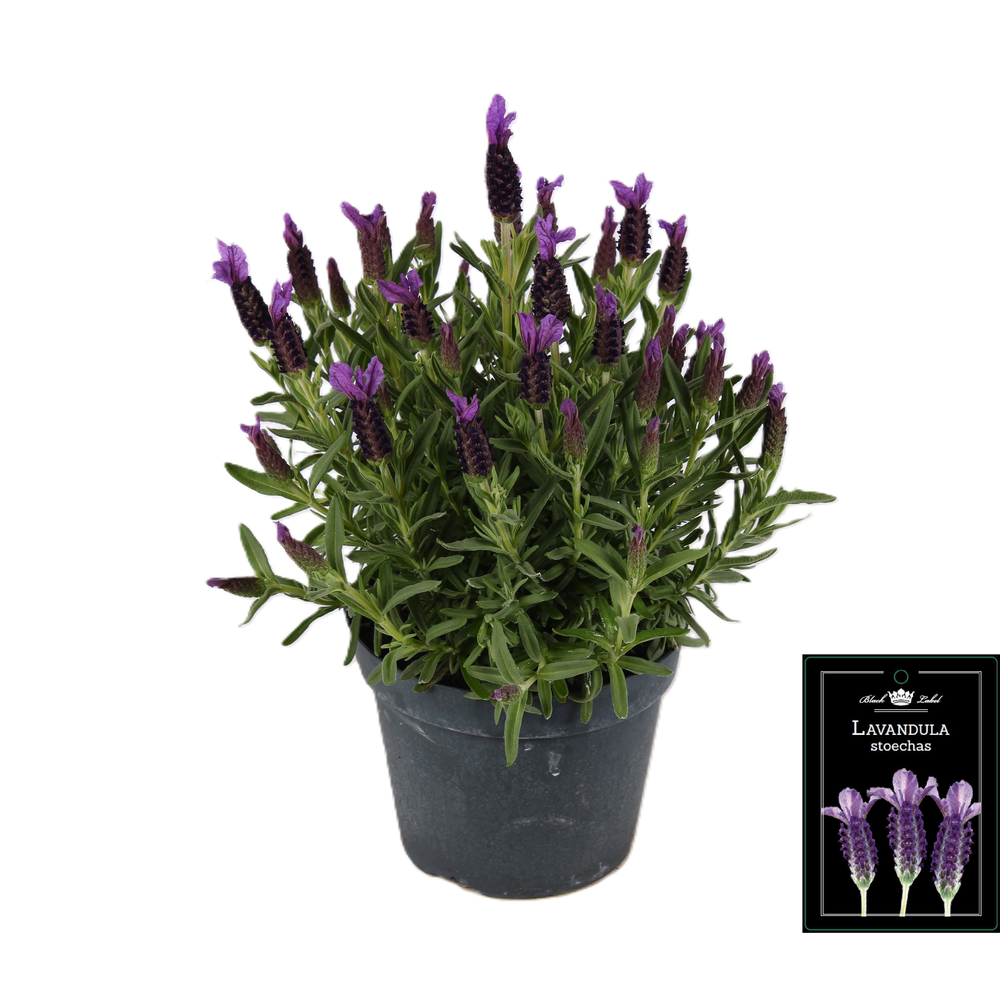 Lavandula Stoechas.
