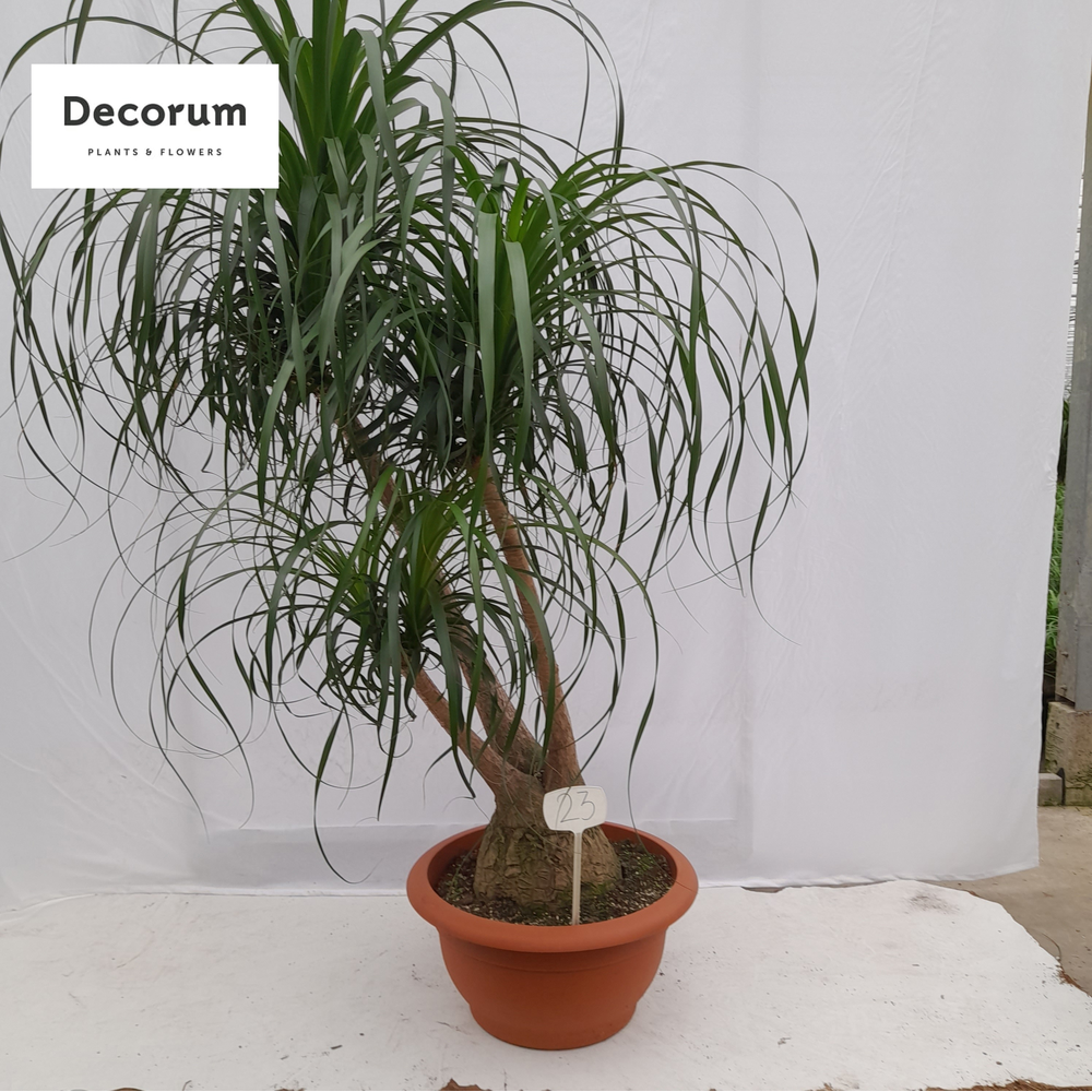 Beaucarnea vertakt op nummer 23.