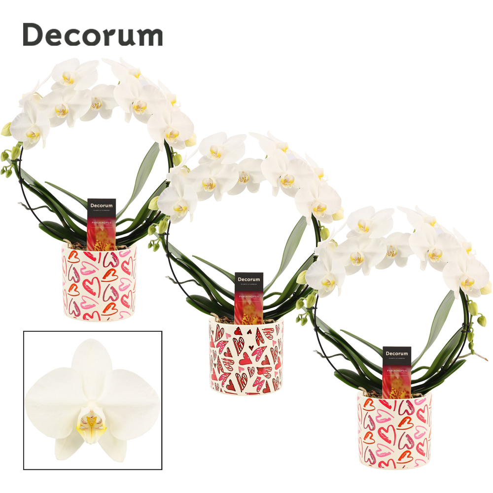 Phalaenopsis boog wit in Julia (Deco-collection).