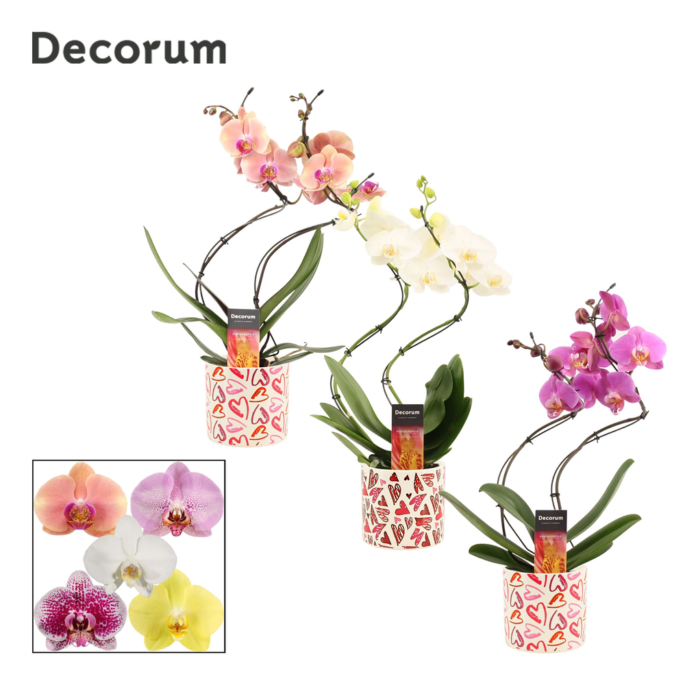 Phalaenopsis hurricane mix in Julia (Deco-collecti.