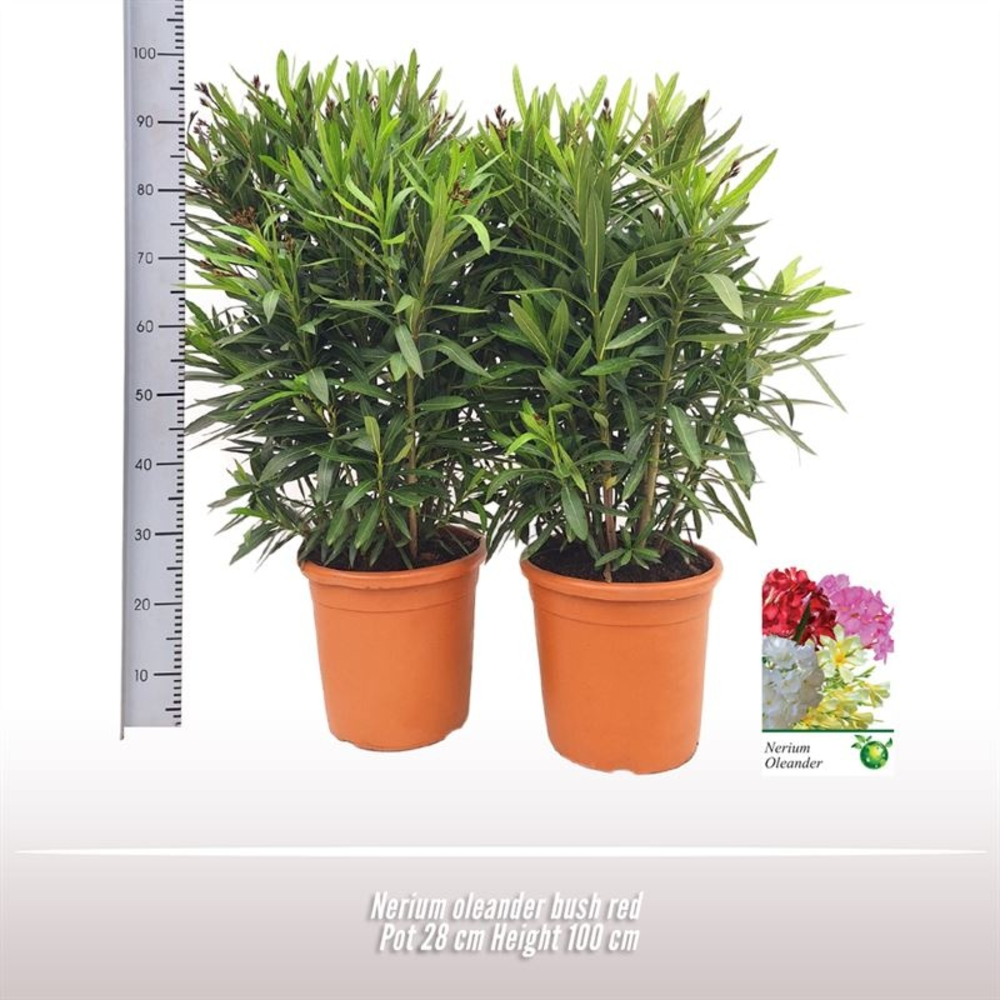 Nerium oleander struik.