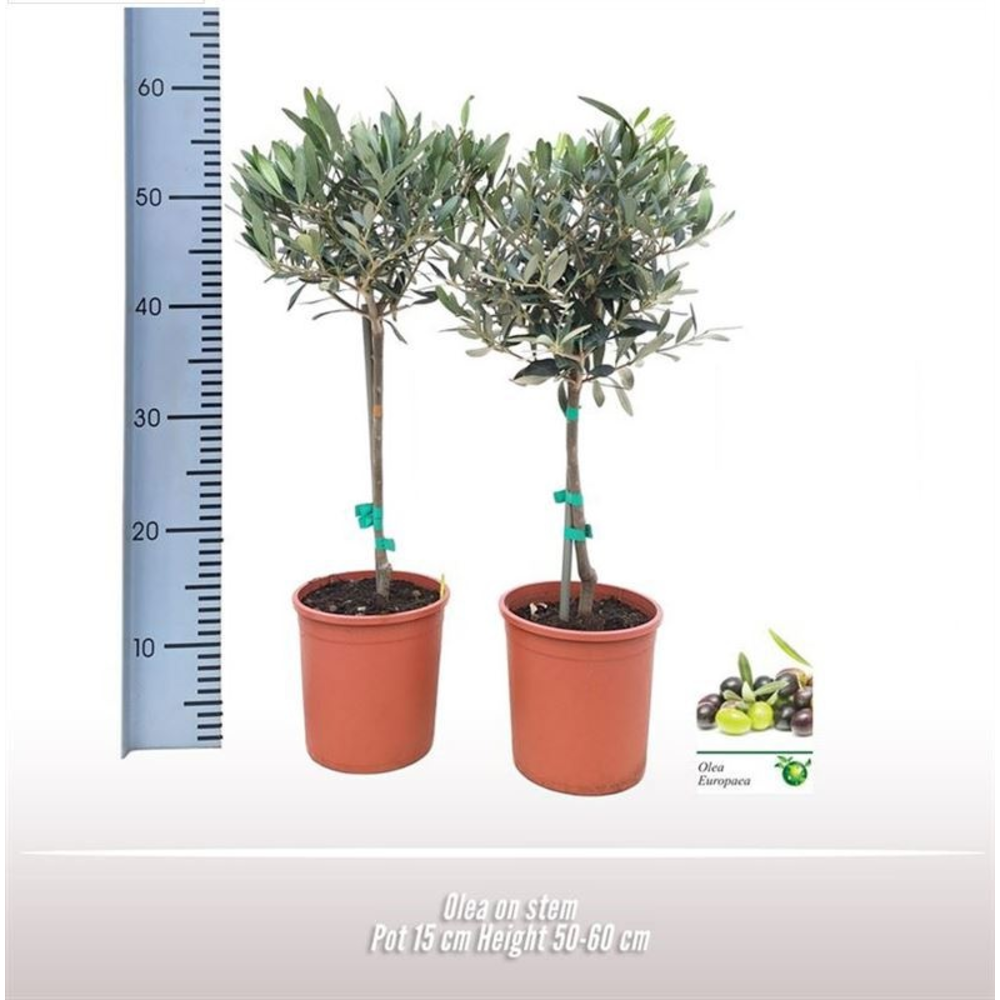 Olea op stam.