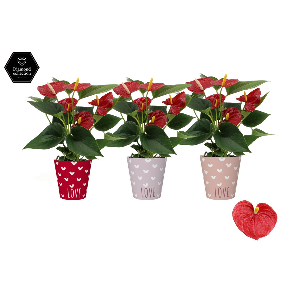 Anthurium Diamond Red in You and Me smartcup.