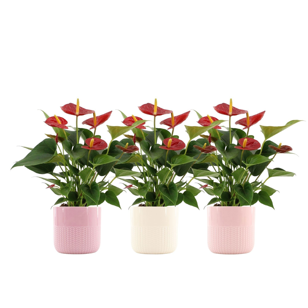 Anthurium Diamond Red in Toulouse ceramics.