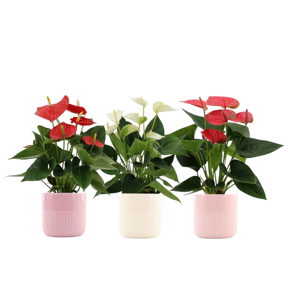 Anthurium 3 color mix in Toulouse ceramics.